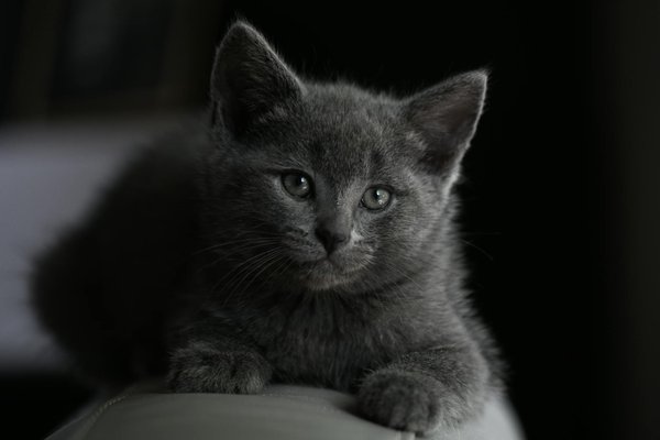 Le Pointer, un chien de chasse exceptionnel