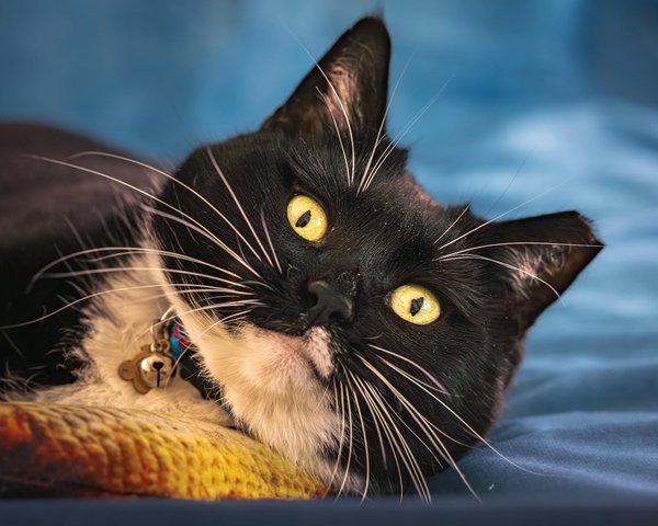 Les accessoires les plus innovants pour chiens en 2022