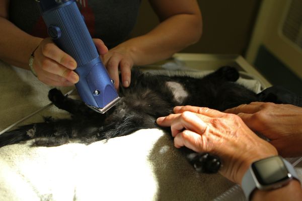 Quelle tondeuse pour animal choisir selon votre besoin ?